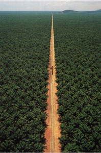 Palm oil plantation from the air